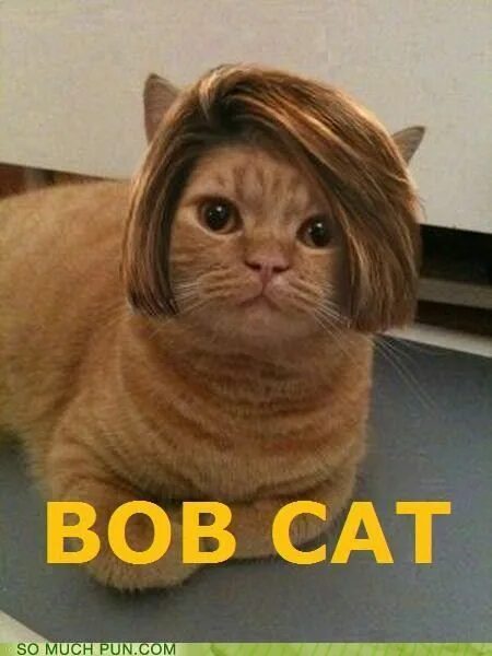 Haven't you ever seen a cat wearing a wig before? Cute cats, Cats, Cute funny an