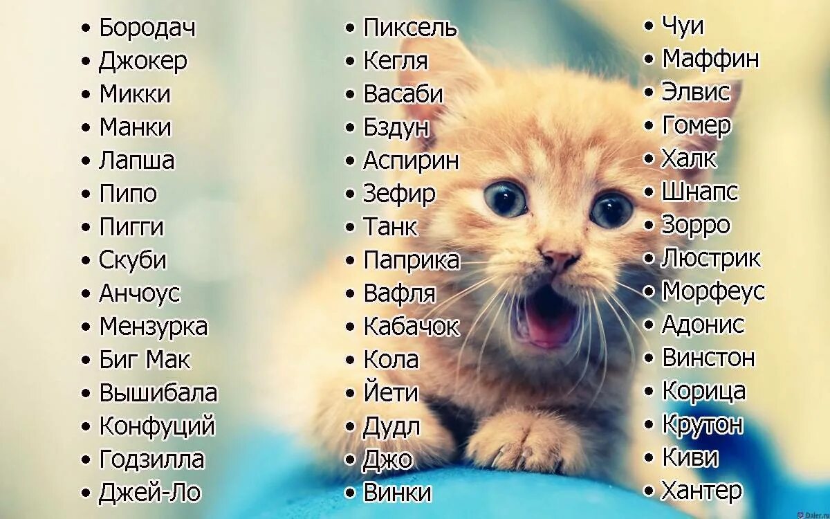 Имена для кошек. Красивые имена для кошек. Имя. Имена для котят. Клевое имя