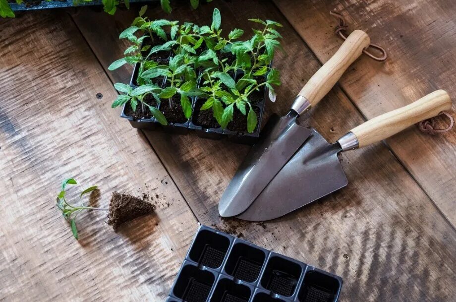 Помидоры рассада забайкалье. Seedling Tomato in Tray. Сеять томаты в ящики. Tomato seedlings.