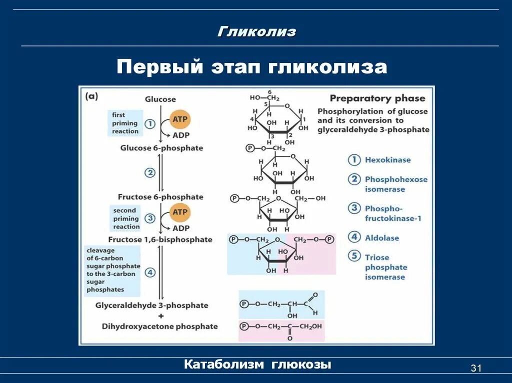 Образование атф гликолиз. Гликолиз схема с ферментами. Второй этап гликолиза биохимия. Гликолиз с формулами и ферментами. Ферменты гликолиза биохимия.