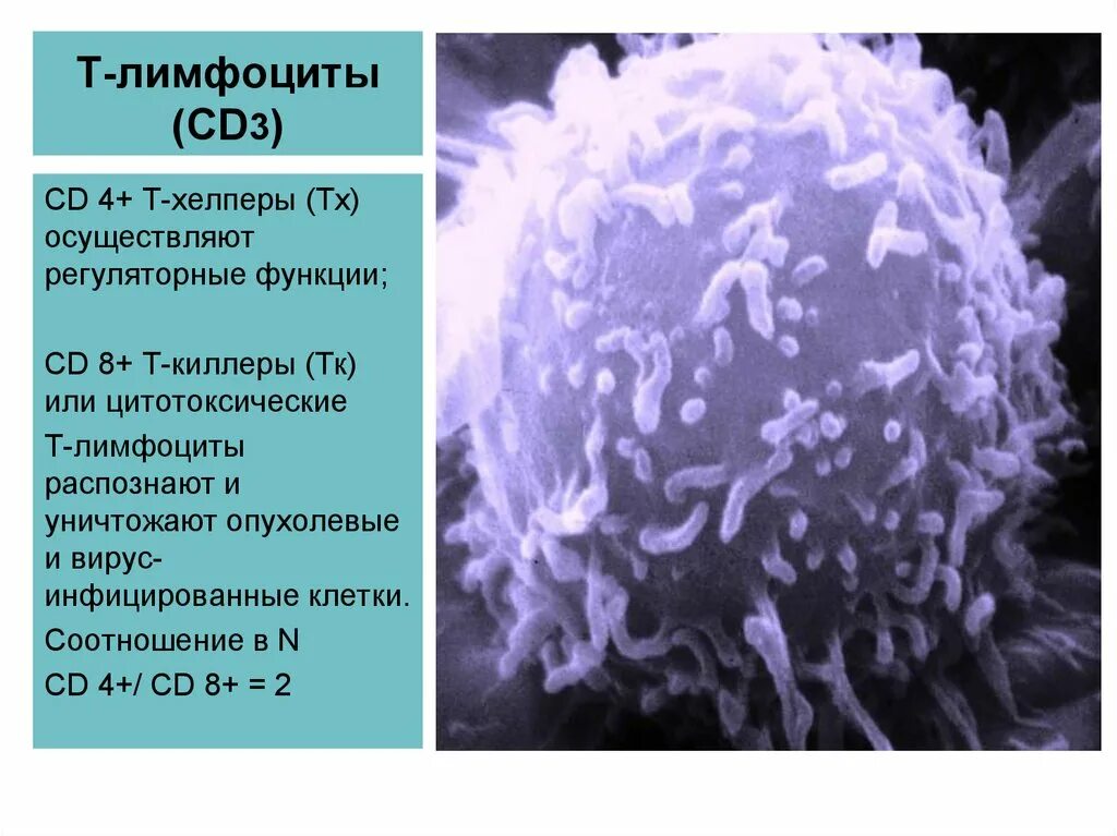 Сд лимфоциты. Т лимфоциты сд3. Лимфоциты хелперы. Cd4+ т-лимфоциты-хелперы. Cd3+ cd8+ (т-цитотоксические лимфоциты).