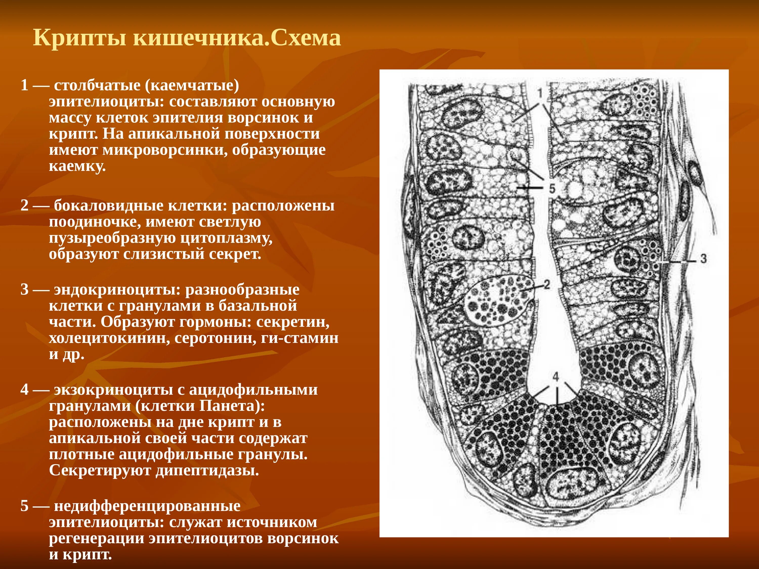 Крипты клетки. Функция крипт толстого кишечника. каемчатые клетки крипт тонкой кишки. строение кишечной крипты гистология. строение кишечной крипты.