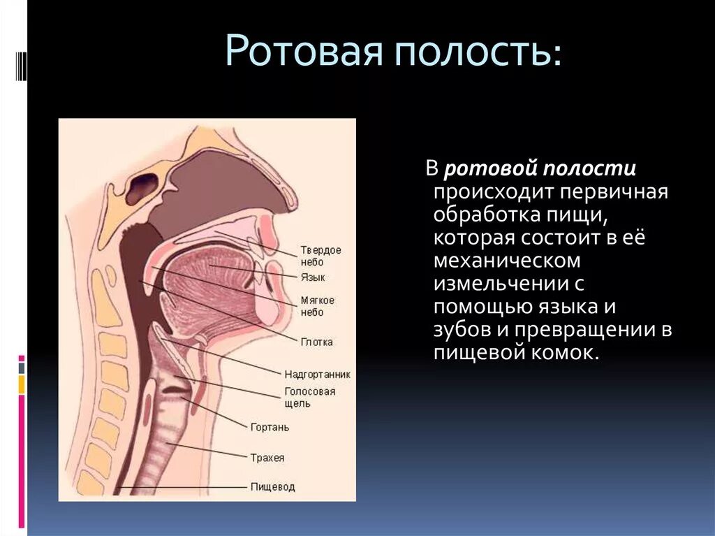 Ротовая полость тема