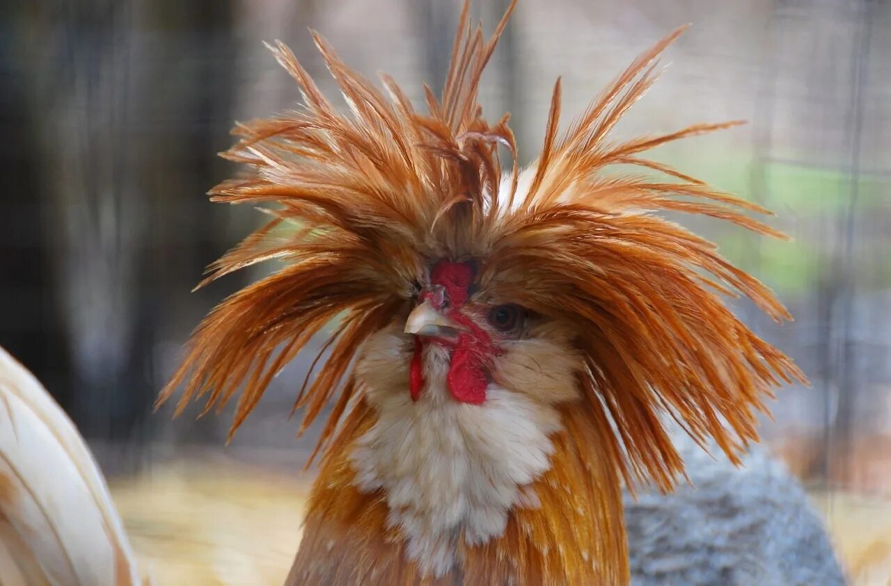 Голова петуха. Птица с гребнем. Голошейка хохлатая. Петушьи гребешки. Голова петуха.