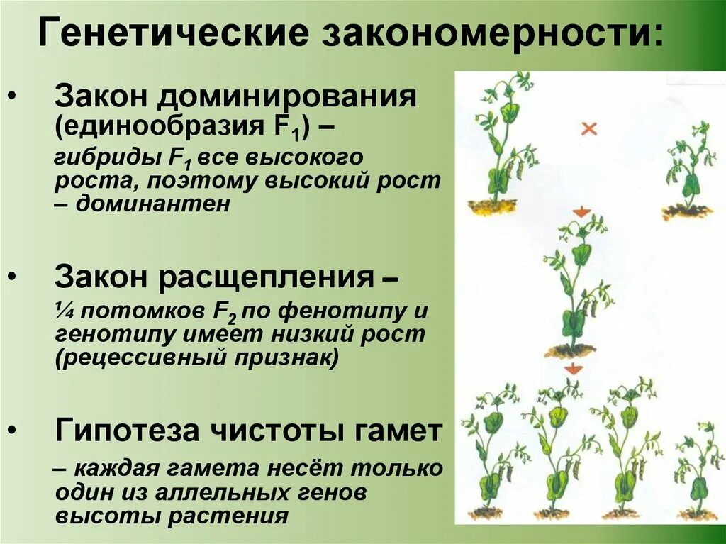 Генетические закономерности селекции. Закон доминирования единообразия. Моногибридное размножение. Признак у гибридов f1