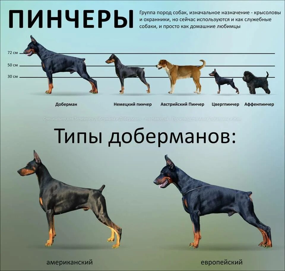 Порода собак Доберман-пинчер. Цвергпинчер стандарт породы щенки. Карликовый Доберман-пинчер вес. Доберман пинчер экстерьер.