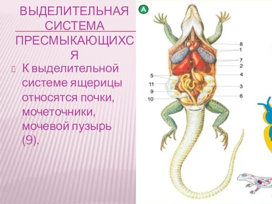 Внутренние органы рептилий. Выделительная система пресмыкающихся 7 класс. Выделительная система пресмыкающиеся 7 класс. Выделительная система рептилий схема. Выделительная система строение и функции пресмыкающихся.