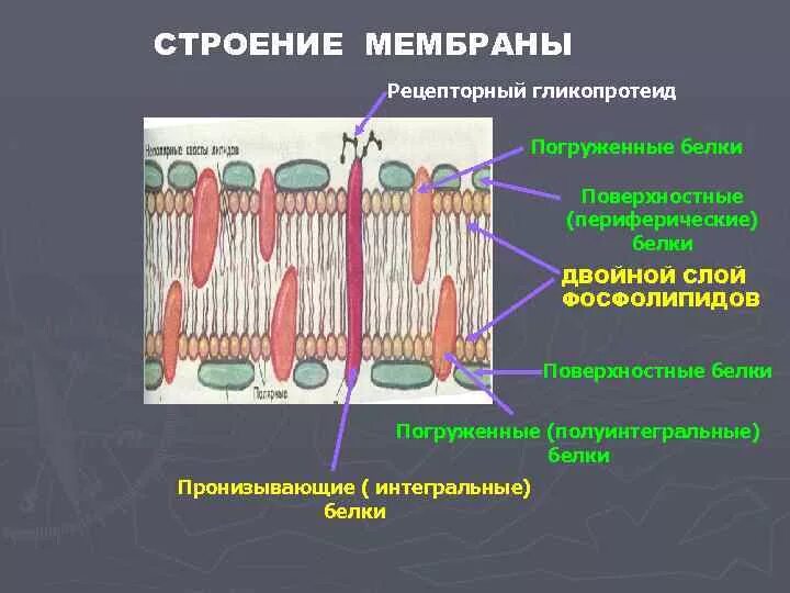 Какие функции выполняют белки мембран. Плазматическая мембрана строение Интегральные белки. Белки клеточной мембраны. Периферические мембранные белки функции. Белки порины плазматической мембраны.