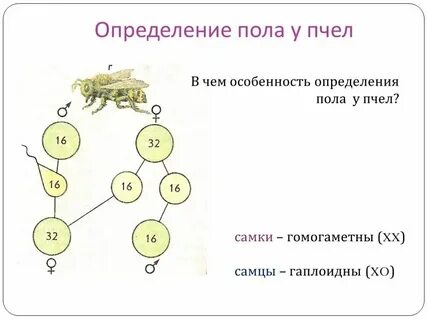 Пол определение общество