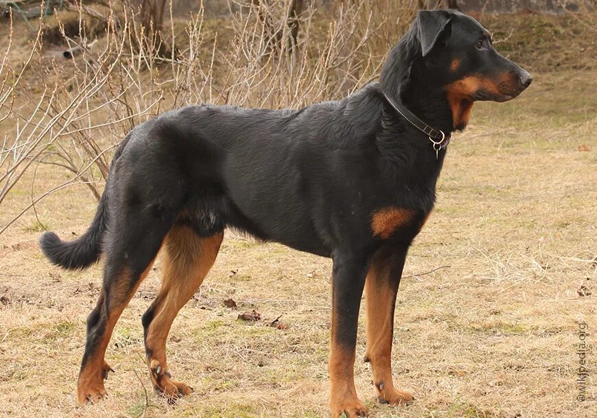 Леонбергер охрана. Собаки породы московская сторожевая. Порода гросс зенненхунд. Родезийский риджбек риджес стар. Родезийский мастиф.