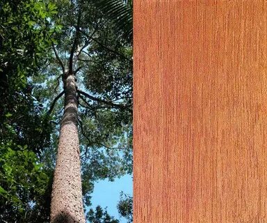 Ebanovina дерево