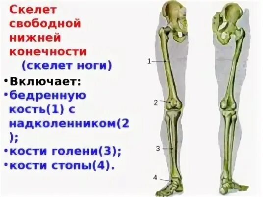 Скелет нижних конечностей рисунок. Скелет нижних конечностей рисунок