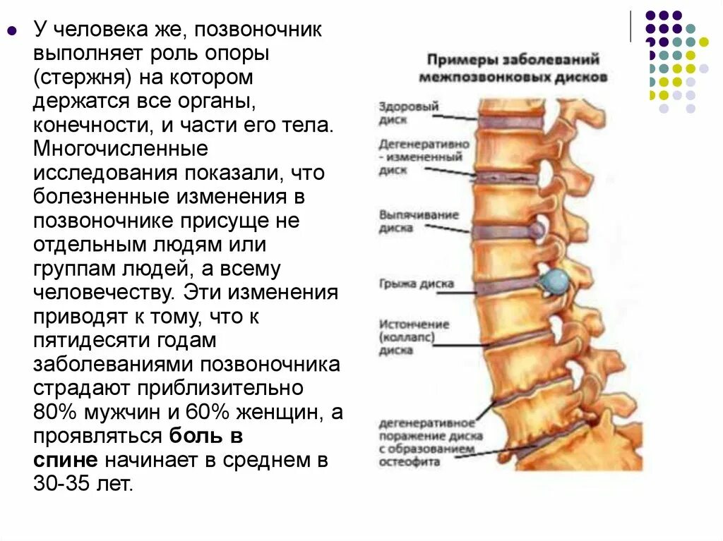 Дисков поясницы. Снизу строение позвоночника. Позвоночник отделы строение нумерация. Обозначения позвоночника. Нумерация позвонков в позвоночнике.