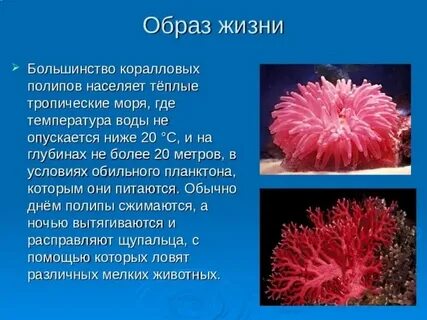 Признаки коралловых