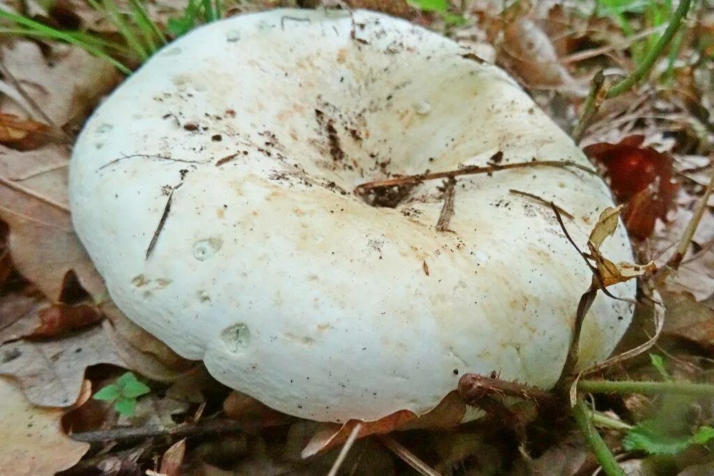 Груздь ложный скрипица. Ложные черные грузди. Груздь белый ложный. Скрипица гриб. Груздь ложный скрипица.