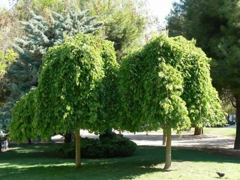 Шелковица белая плакучая. Штамб шелковица плакучая. Шелковица morus alba pendula. Шелковица morus alba pendula. Штамб шелковица плакучая.