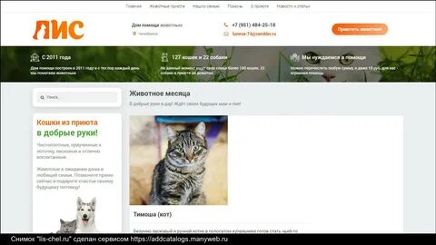 Лис приют для животных