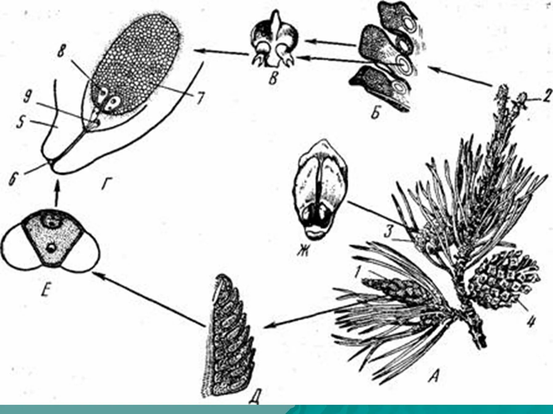 Размножение хвойных шишек. Жизненный цикл голосеменных сосна. Жизненный цикл голосеменных растений сосна. Цикл развития голосеменных растений. Жизненный цикл саговниковых.