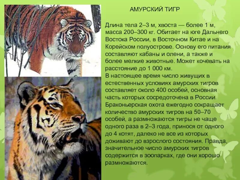 Рассказ про амурского тигра. Текст про амурского тигра. Текст про амурского тигра. Текст про амурского тигра. Рассказ про амурского тигра.