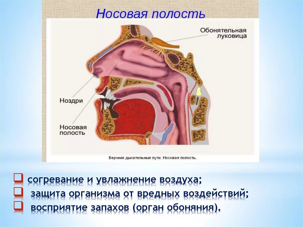 Носовые полости функции органа. Носовая полость. Обонятельная и дыхательная области носовой полости. Орган обоняния. Что происходит в носовой полости.