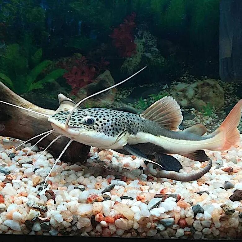 L 075 сом. Сом рыба. Фрактоцефалус краснохвостый. Blue catfish рыба. Бешеная рыба игра.