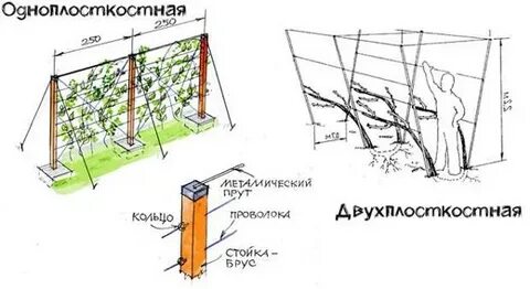 Расстояние между кустами винограда при посадке