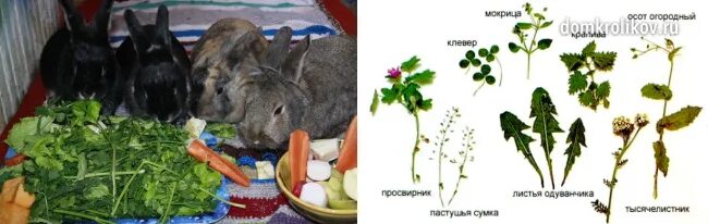 Можно ли кроликам листья ореха. Можно ли кроликам огурцы. Ветки для декоративного кролика. Можно ли кроликам листья ореха. Кролика можно давать грецкие орехи?.