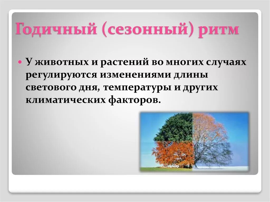 Длина светового дня какой фактор. Сезонные ритмы у растений и животных. Сезонные ритмы у животных. Суточные и сезонные ритмы у растений. Биоритмы животных и растений.