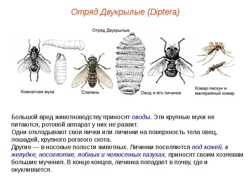 Двукрылые размер