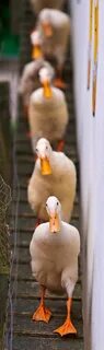 Ducks in a row