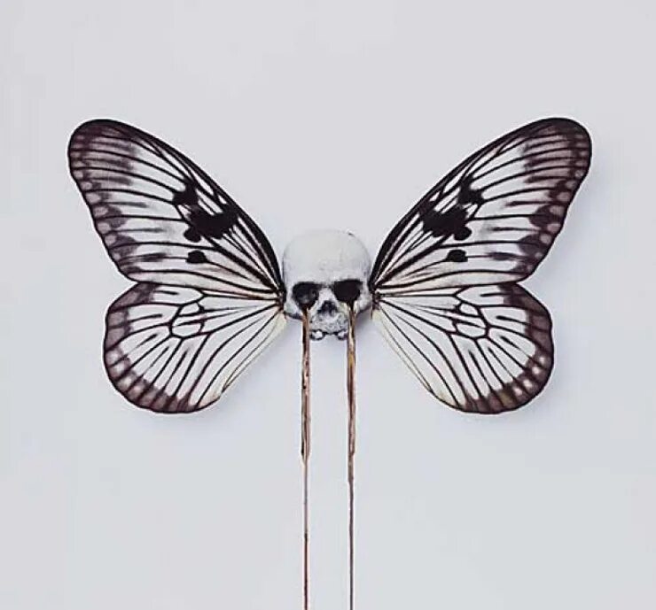Vladislav Novikov-Barkovsky Butterfly from fish bones Bone art, Fish bone, Taxid