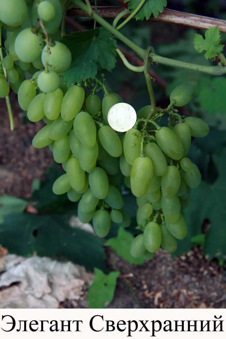 Виноград Элегант Ars-Vine