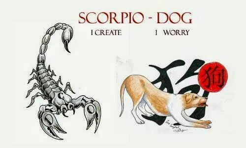 Гороскоп скорпиона тигр. Собака Скорпион. Скорпион собака женщина. Собака Скорпион характеристика. Собака Скорпион мужчина.
