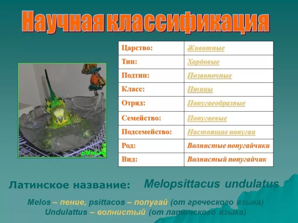Тип подтип класс отряд семейство. Попугай научная классификация. систематика попугая. род вид класс семейство царство. систематика попугая волнистого.