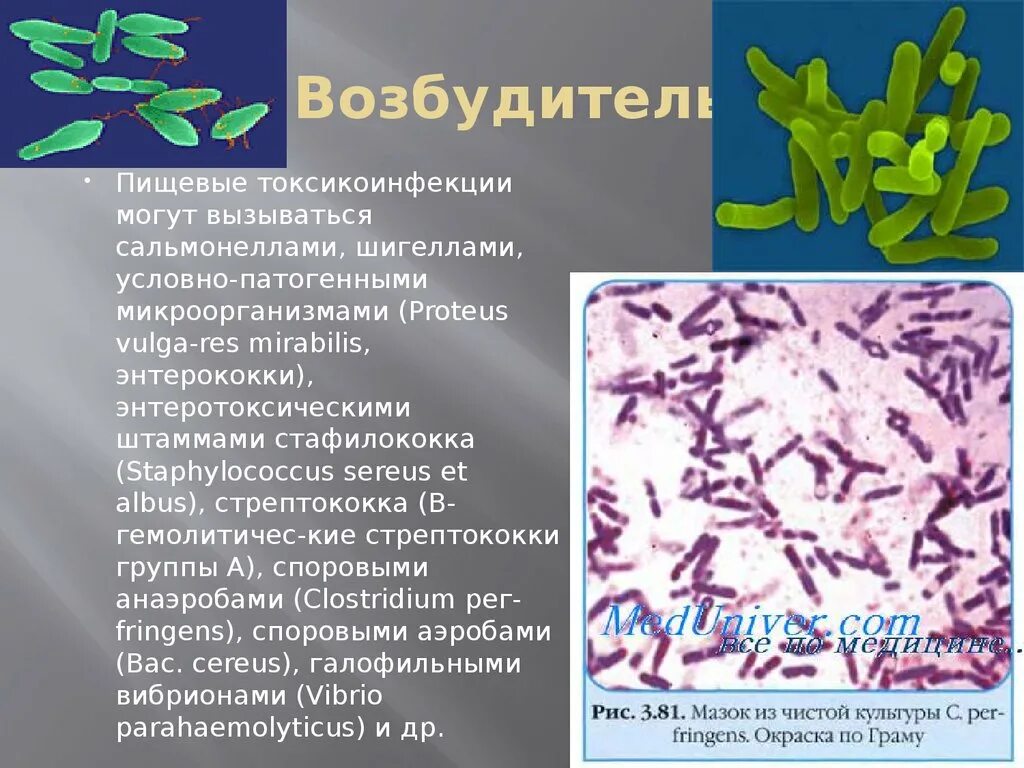 Кишечная палочка энтерококк. Возбудитель сальмонелла микробиология. Возбудители пищевых токсикоинфекций. Микроорганизмы - возбудители пищевых токсикоинфекций. Пищевая токсикоинфекция возбудитель.