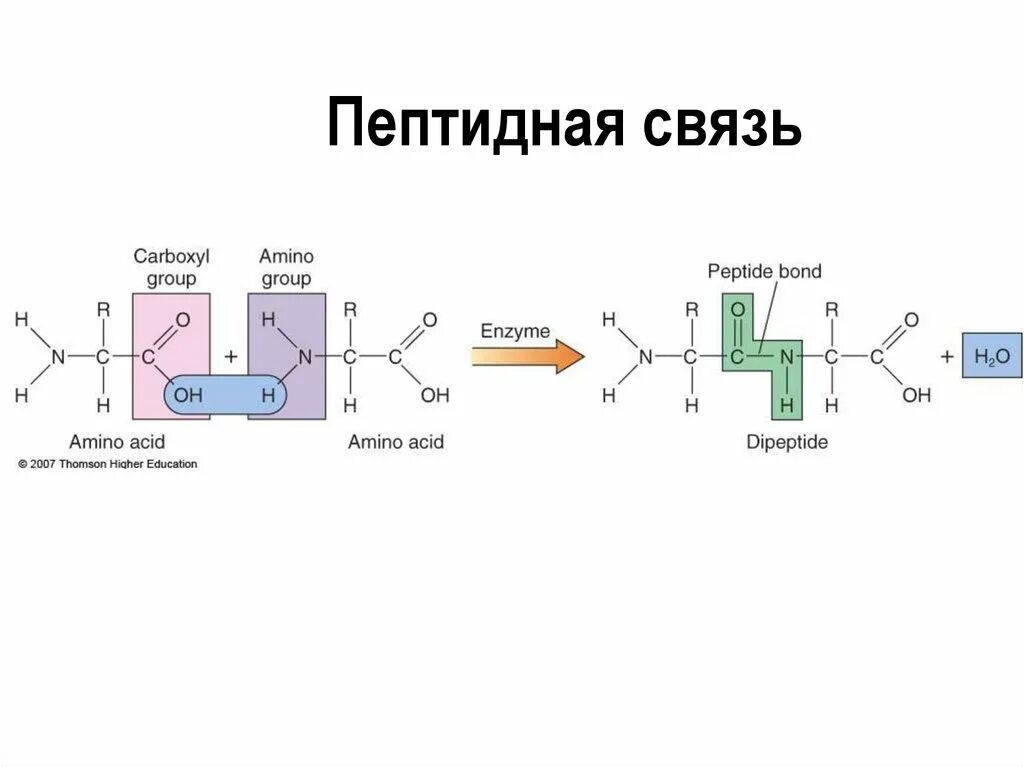 Пептидные связи есть в. Пептидная связь в белках схема. Схема образования пептидной связи. Белки пептидная связь формула. Образование пептидной связи формула.