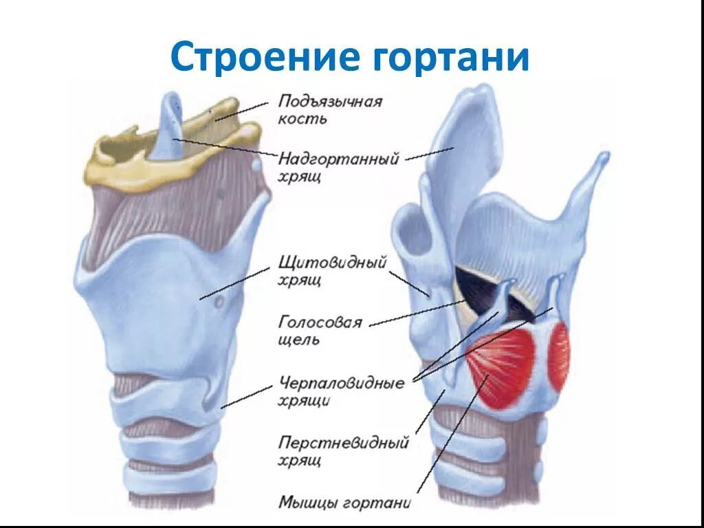 Состав гортани входит