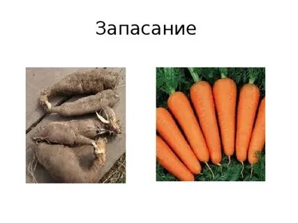 Запасание питательных веществ