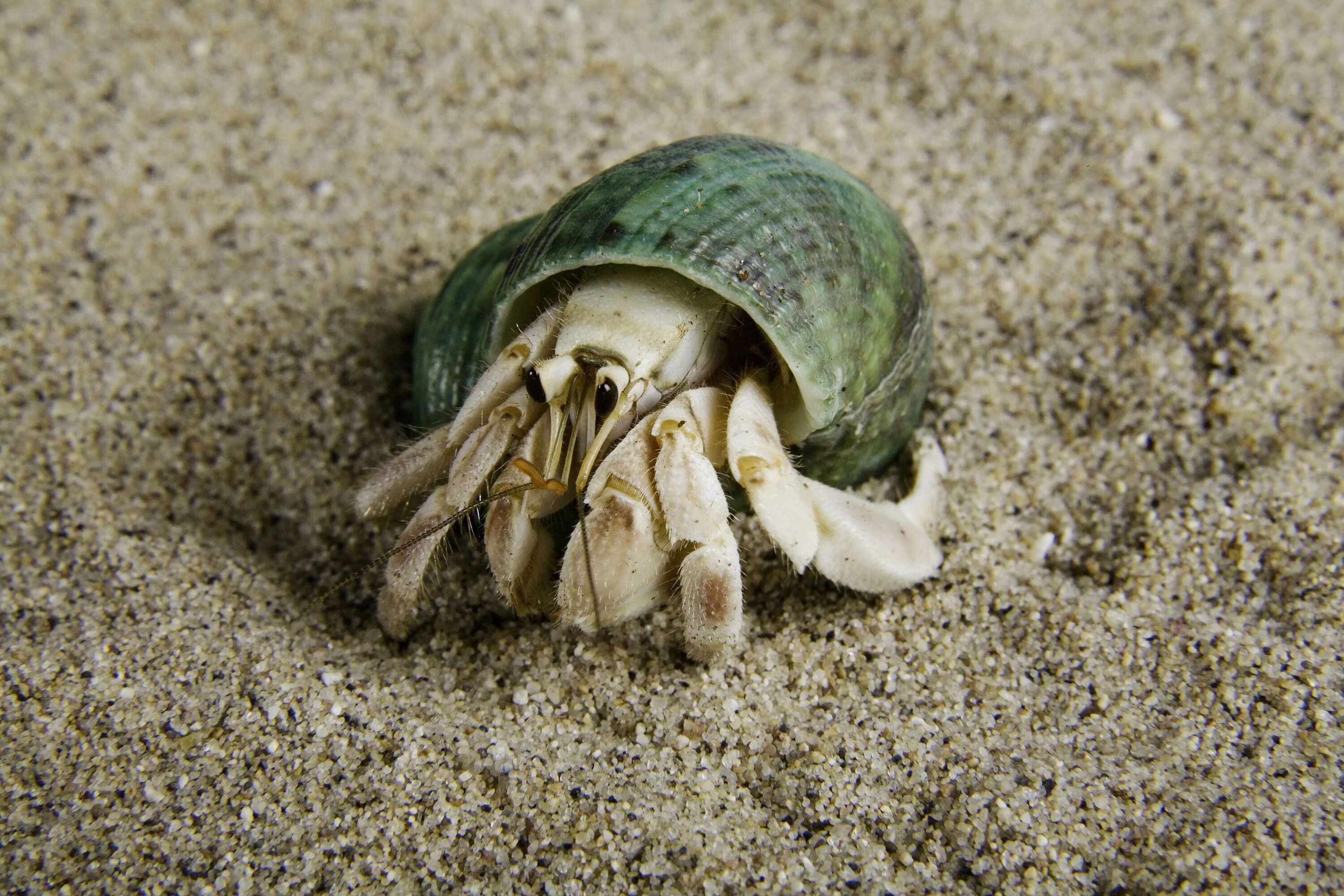 Рак в темноте. Краб отшельник эквадорский. омар в раковине. 34 land hermit crab. докажите необходимость раковин-жилищ для раков-отшельников.