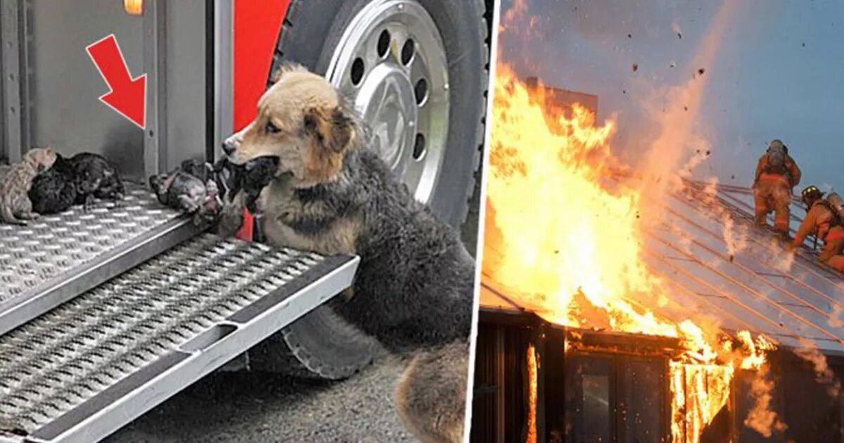 Выносить щенка. Собака в пожаре. Пожарные собаки. Щенок в пожаре. Собака пожарник.