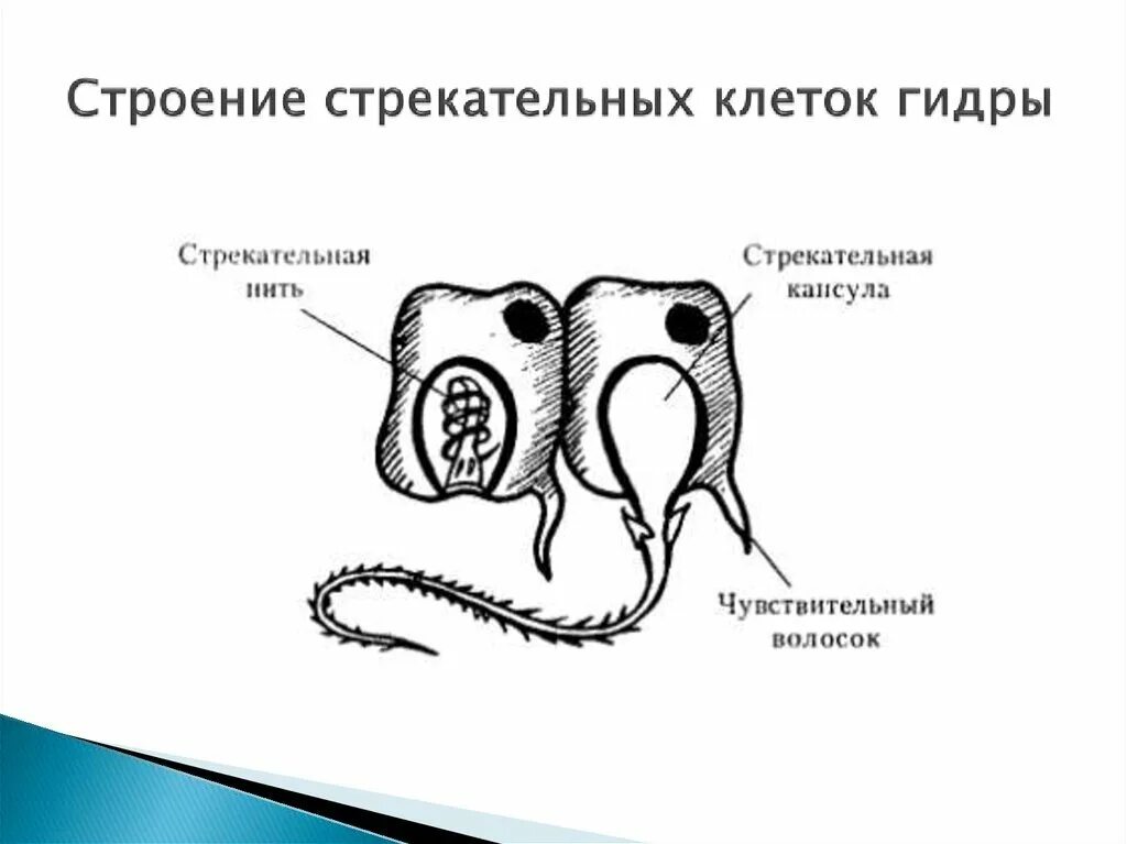 Стрекательная клетка состоит из. Строение стрекательной клетки гидры. Схема строения стрекательной клетки гидры. Стрекательные клетки гидры функции. Стрекательная клетка гидры рисунок.