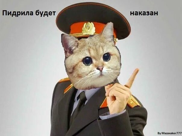 Коты отсюда. Кот Пидрила. Мем с котом Пидрила. Кот в фуражке. Пидорил.