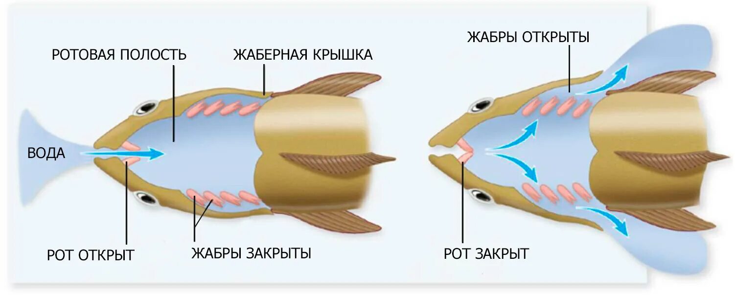 Какую функцию выполняют жабры у китовой акулы. Дыхательная система акулы схема. Органы дыхания акулы. Строение жабр хрящевых рыб.