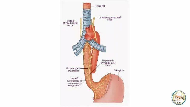 Нервный пищевод. Топография пищевода анатомия. Блуждающий нерв и пищевод. Пищевод вид сбоку рисунок. Дистальный отдел пищевода.