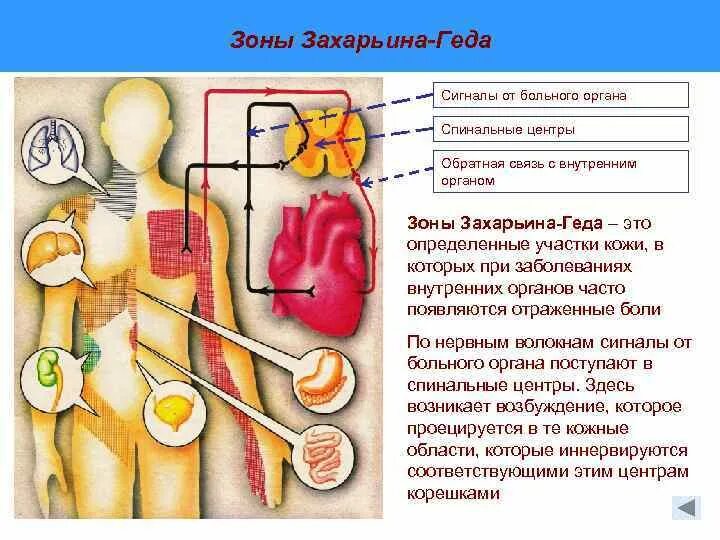 Как определить больной орган. Дерматомы Захарьина Геда. Зоны кожной гиперестезии Захарьина Геда. Отраженная боль в зоне Захарьина-Геда. Зоны Захарьина-Геда схема и описание.