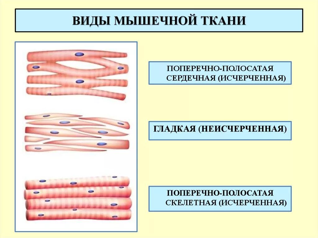Гладкая мышечная ткань источник. Поперечно Скелетная мышечная ткань. Типы мышечной ткани гладкая поперечно полосатая. Тип клеток поперечно полосатой мышечной ткани.