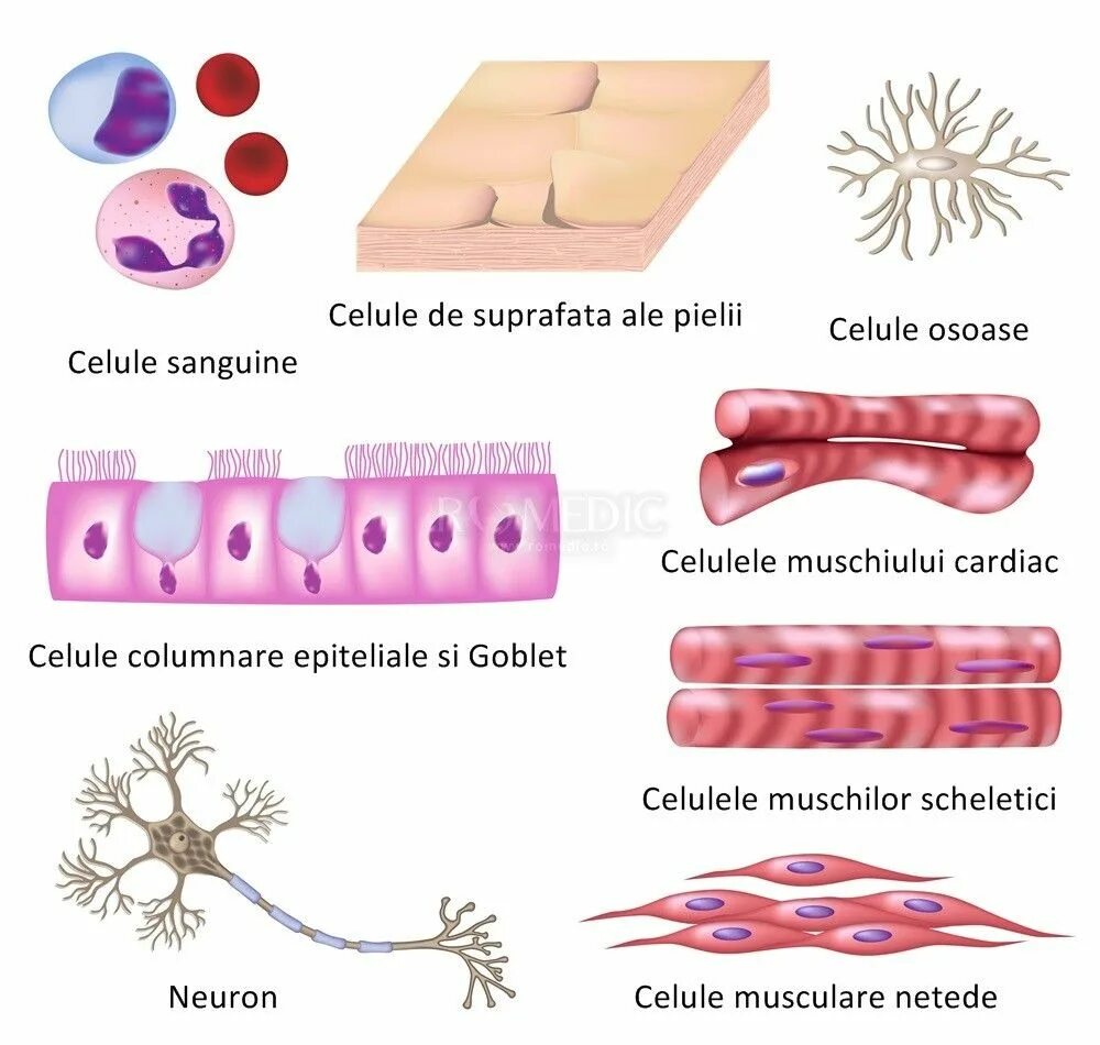 Эритроциты миоциты нейроны человека признак. Типы клеток человека. types of cells. types of human cells. основные типы клеток человека.