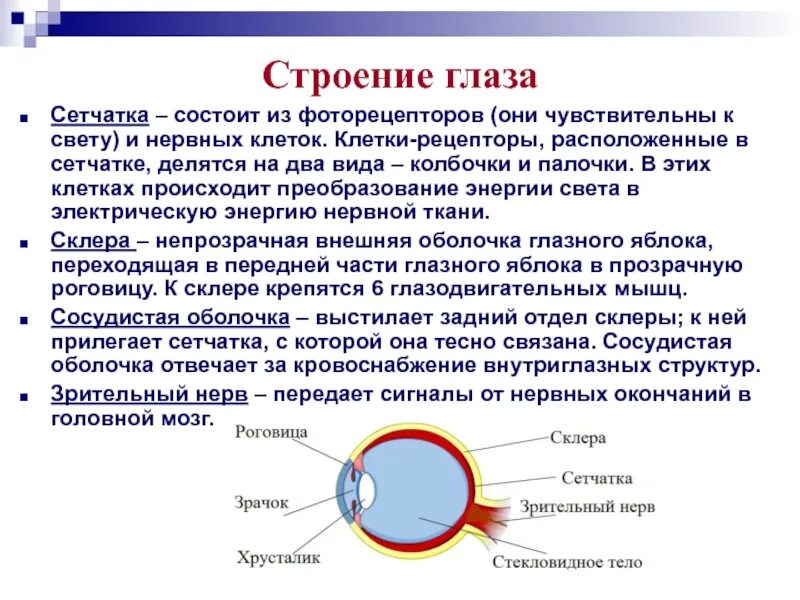 Функции оболочки глаза сетчатка. Сетчатка глаза строение и функции. Сетчатка анатомия фоторецепторы клетки. Строение глаза сетчатка глаза. Схема строения сетчатки глаза.