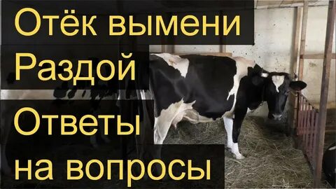 Сколько доить после отела
