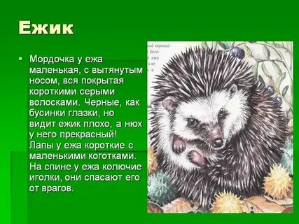 Ежа 2 класс